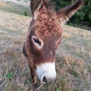 Meet your Posher, Randy